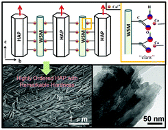 Graphical abstract: Facile in vitro hydroxyapatite remineralization of human enamel with remarkable hardness