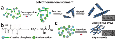 Graphical abstract: Solvothermal synthesis of oriented hydroxyapatite nanorod/nanosheet arrays using creatine phosphate as phosphorus source