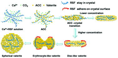 Graphical abstract: Monodisperse spherical CaCO3 superstructure self-assembled by vaterite lamella under control of regenerated silk fibroin via compressed CO2