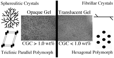 Graphical abstract: Nanoscale and microscale structural changes alter the critical gelator concentration of self-assembled fibrillar networks