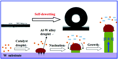 Graphical abstract: Unusual growth direction and controllable wettability of W-catalyzed AlN nanowires