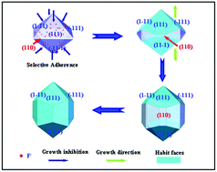 Graphical abstract: Fluoride anions-assisted hydrothermal preparation and growth process of β-MnO2 with bipyramid prism morphology