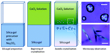 Graphical abstract: Crystallization of monohydrocalcite in a silica-rich alkaline solution