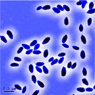 Graphical abstract: Mesoporous uniform ammonium nickel phosphate hydrate nanostructures as high performance electrode materials for supercapacitors