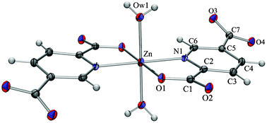 Graphical abstract: Insight into the connecting roles of interaction synthons and water clusters within different transition metal coordination compounds of pyridine-2,5-dicarboxylic acid: experimental and theoretical studies