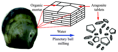 Graphical abstract: Unfastening pearl nacre nanostructures under shear