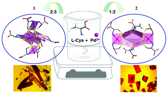 Graphical abstract: Two chiral multinuclear palladium(ii) complexes comprising alternately arranged isomerous hexanuclear clusters