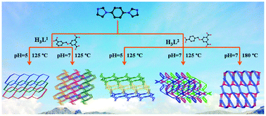 Graphical abstract: Self-assembly of metal–organic frameworks based on N-donor ligand and flexible tricarboxylic acids with different angular characters