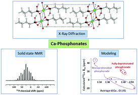 Graphical abstract: Structural study of calcium phosphonates: a combined synchrotron powder diffraction, solid-state NMR and first-principle calculations approach