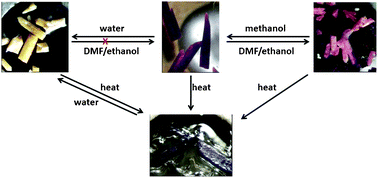 Graphical abstract: Methanol mediated crystal transformations in a solvatochromic metal organic framework constructed from Co(ii) and 4-(4-pyridyl) benzoate