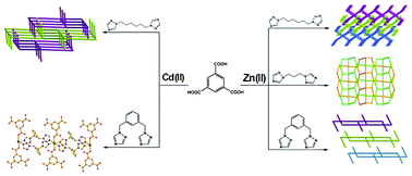 Graphical abstract: A series of entangled ZnII/CdII coordination polymers constructed from 1,3,5-benzenetricarboxylate acid and flexible triazole ligands