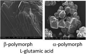 Graphical abstract: Polymorphism stabilization by crystal adsorption on a self-assembled monolayer