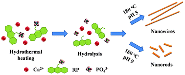 Graphical abstract: Hydrothermal synthesis of hydroxyapatite nanorods and nanowires using riboflavin-5′-phosphate monosodium salt as a new phosphorus source and their application in protein adsorption