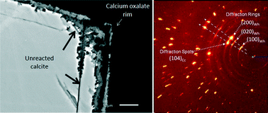 Graphical abstract: Influence of chemical and structural factors on the calcite–calcium oxalate transformation