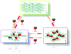Graphical abstract: Dynamic one-dimensional water in a nonporous organic solid with optics response