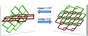 Graphical abstract: Structural evolution via modifying (6,3) layer: from inclined polycatenation to parallel polyrotaxane-like interpenetration