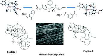 Graphical abstract: The unique crystallographic signature of a β-turn mimic nucleated by N-methylated phenylalanine and Aib as corner residue: conformational and self-assembly studies