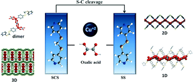 Graphical abstract: Metallosupramolecular compounds based on Cu(ii)/oxalate/twisted NSSN ligands showing a new in situ S–C bond cleavage