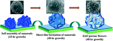 Graphical abstract: Morphological evolution of monodispersed ZnO nanorods to 3 dimensional hierarchical flowers by hydrothermal growth