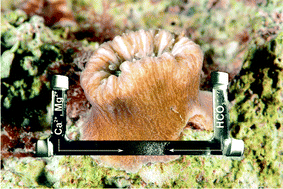 Graphical abstract: Exploring coral biomineralization in gelling environments by means of a counter diffusion system