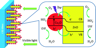 Graphical abstract: Synthesis of Cu2O/ZnO hetero-nanorod arrays with enhanced visible light-driven photocatalytic activity