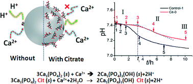 Graphical abstract: Stabilizing amorphous calcium phosphate phase by citrate adsorption