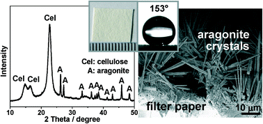 Graphical abstract: Growth of aragonite phase calcium carbonate on the surface of a titania-modified filter paper