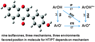 Graphical abstract: On the radical scavenging activity of isoflavones: thermodynamics of O–H bond cleavage