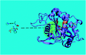 Graphical abstract: The conformational landscape of tartrate-based inhibitors of the TACE enzyme as revealed by Hamiltonian Replica Exchange simulation