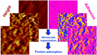 Graphical abstract: Direct AFM force mapping of surface nanoscale organization and protein adsorption on an aluminum substrate