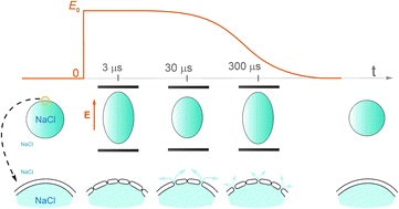 Graphical abstract: Transient oscillation of shape and membrane conductivity changes by field pulse-induced electroporation in nano-sized phospholipid vesicles