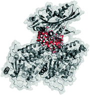 Graphical abstract: Properties of water in the region between a tubulin dimer and a single motor head of kinesin