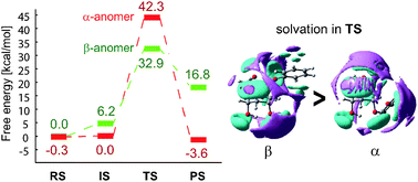 Graphical abstract: A 3D-RISM-SCF method with dual solvent boxes for a highly polarized system: application to 1,6-anhydrosugar formation reaction of phenyl α- and β-d-glucosides under basic conditions