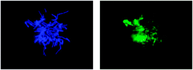 Graphical abstract: Effects of membrane interaction and aggregation of amyloid β-peptide on lipid mobility and membrane domain structure