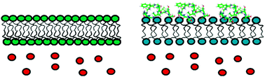 Graphical abstract: Membrane disordering is not sufficient for membrane permeabilization by islet amyloid polypeptide: studies of IAPP(20–29) fragments