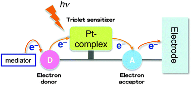 Graphical abstract: Photoinduced electron transfer of platinum(ii) bipyridine diacetylides linked by triphenylamine- and naphthaleneimide-derivatives and their application to photoelectric conversion systems