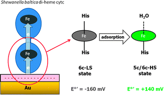 Graphical abstract: Axial iron coordination and spin state change in a heme c upon electrostatic protein–SAM interaction