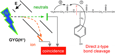 Graphical abstract: Photofragmentation at 263 nm of small peptides containing tyrosine: the role of the charge transfer on CO