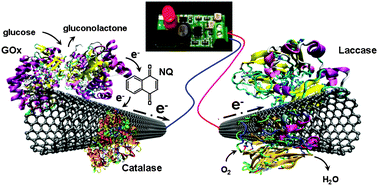 Graphical abstract: High power enzymatic biofuel cell based on naphthoquinone-mediated oxidation of glucose by glucose oxidase in a carbon nanotube 3D matrix