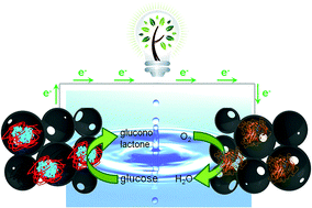 Graphical abstract: A novel three-dimensional macrocellular carbonaceous biofuel cell