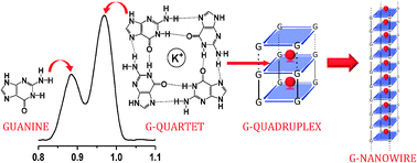 Graphical abstract: Self-assembled G-quadruplex nanostructures: AFM and voltammetric characterization