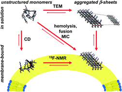 Graphical abstract: Stereochemical effects on the aggregation and biological properties of the fibril-forming peptide [KIGAKI]3 in membranes