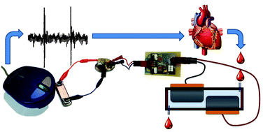 Graphical abstract: A pacemaker powered by an implantable biofuel cell operating under conditions mimicking the human blood circulatory system – battery not included