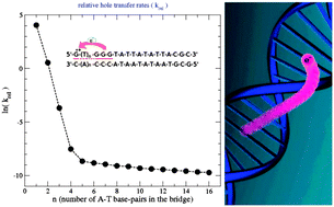 Graphical abstract: Distance dependence of hole transfer rates from G radical cations to GGG traps in DNA