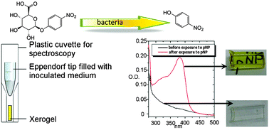 Graphical abstract: Facile and fast detection of bacteria via the detection of exogenous volatile metabolites released by enzymatic hydrolysis