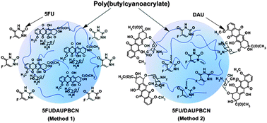 Graphical abstract: NMR study of the supramolecular structure of dual drug-loaded poly(butylcyanoacrylate) nanoparticles