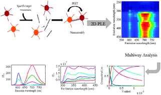 Graphical abstract: Multiway study of hybridization in nanoscale semiconductor labeled DNA based on fluorescence resonance energy transfer