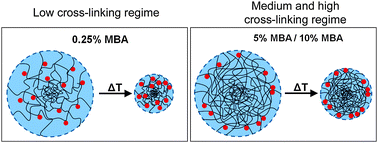 Graphical abstract: Interaction of gold nanoparticles with thermoresponsive microgels: influence of the cross-linker density on optical properties