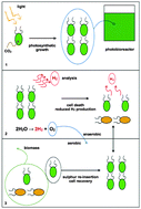 Graphical abstract: Process and reactor design for biophotolytic hydrogen production