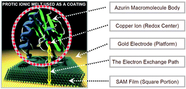 Graphical abstract: Electron transfer with azurin at Au–SAM junctions in contact with a protic ionic melt: impact of glassy dynamics